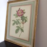 Old framed pink lithograph board