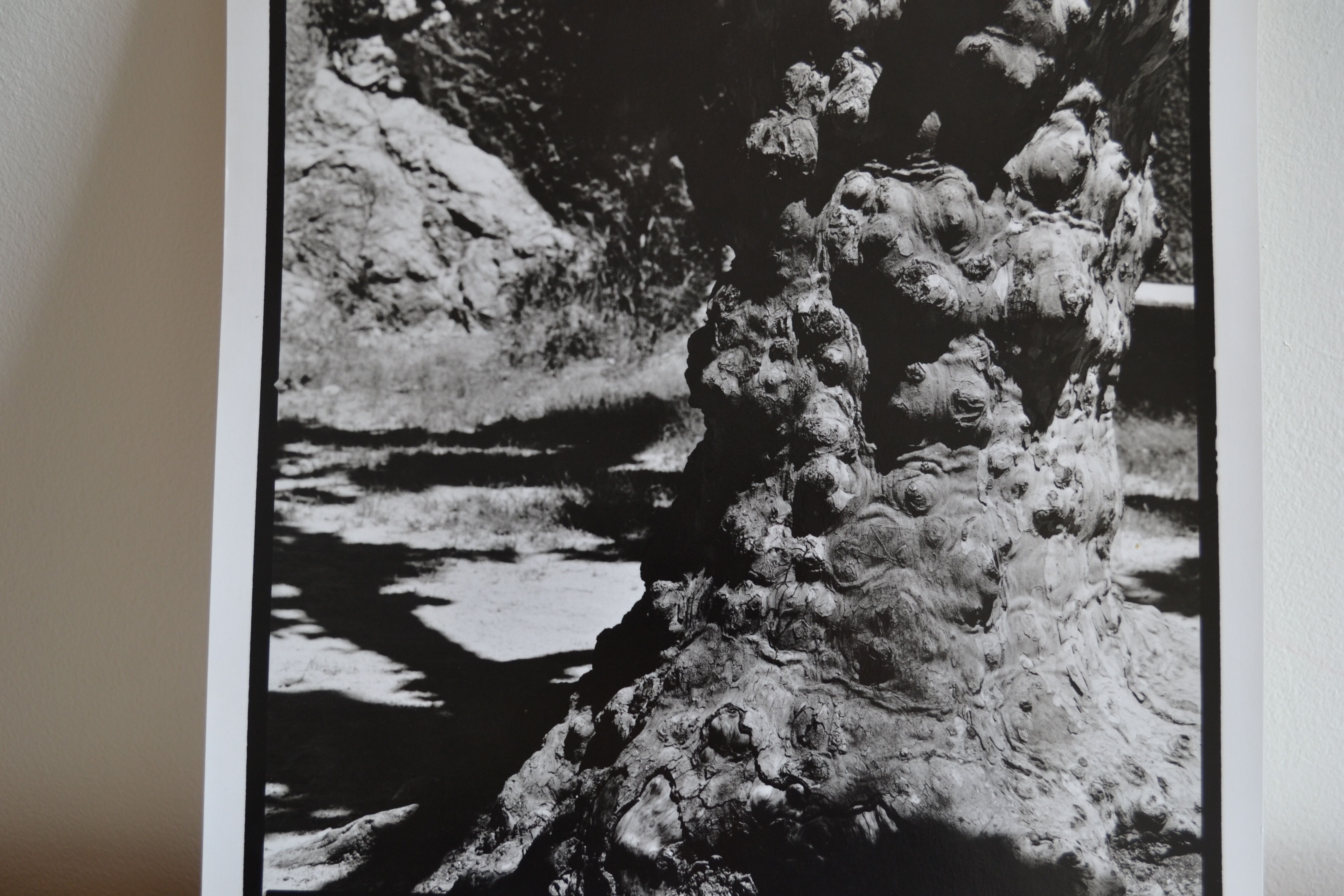 Anonymous silver photo tree circa 1970