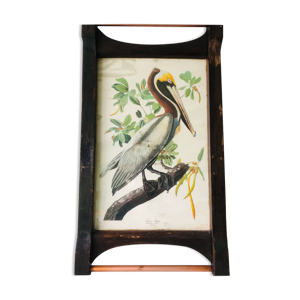Affiche botanique Brown Pelican
