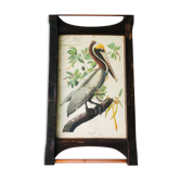 Affiche botanique Brown Pelican encadrée