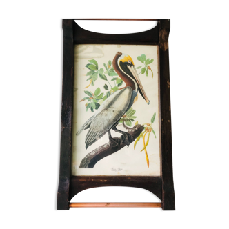 Framed Brown Pelican botanical poster