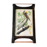 Framed Brown Pelican botanical poster