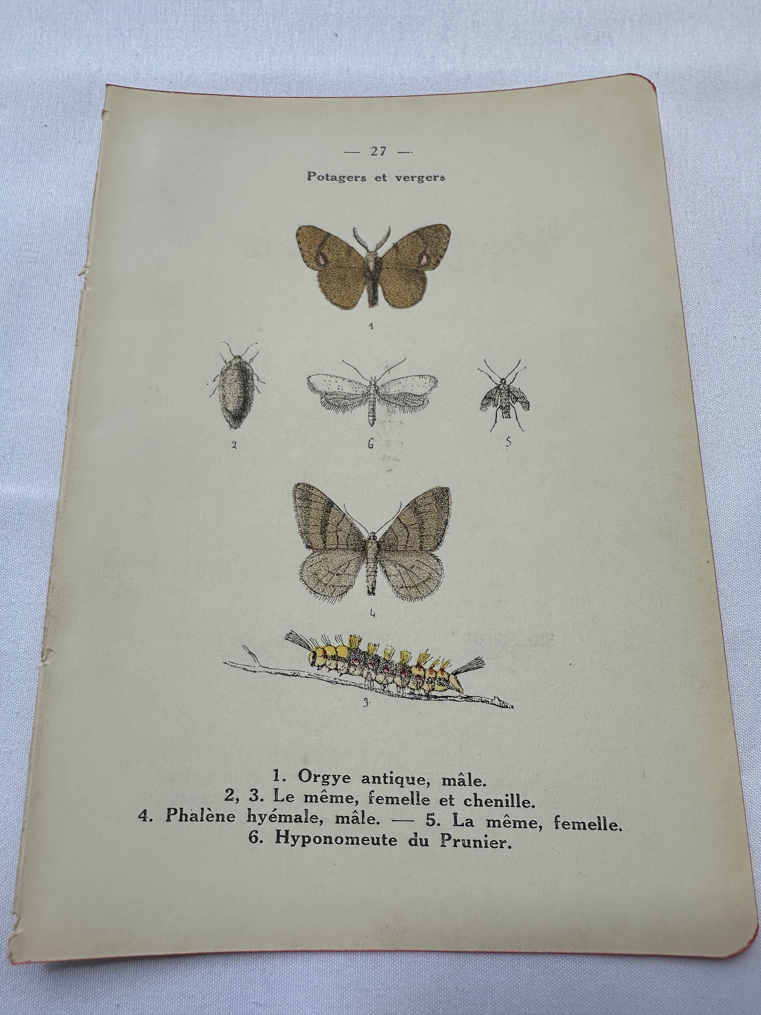 Naturalist plate insect entomology old lithograph