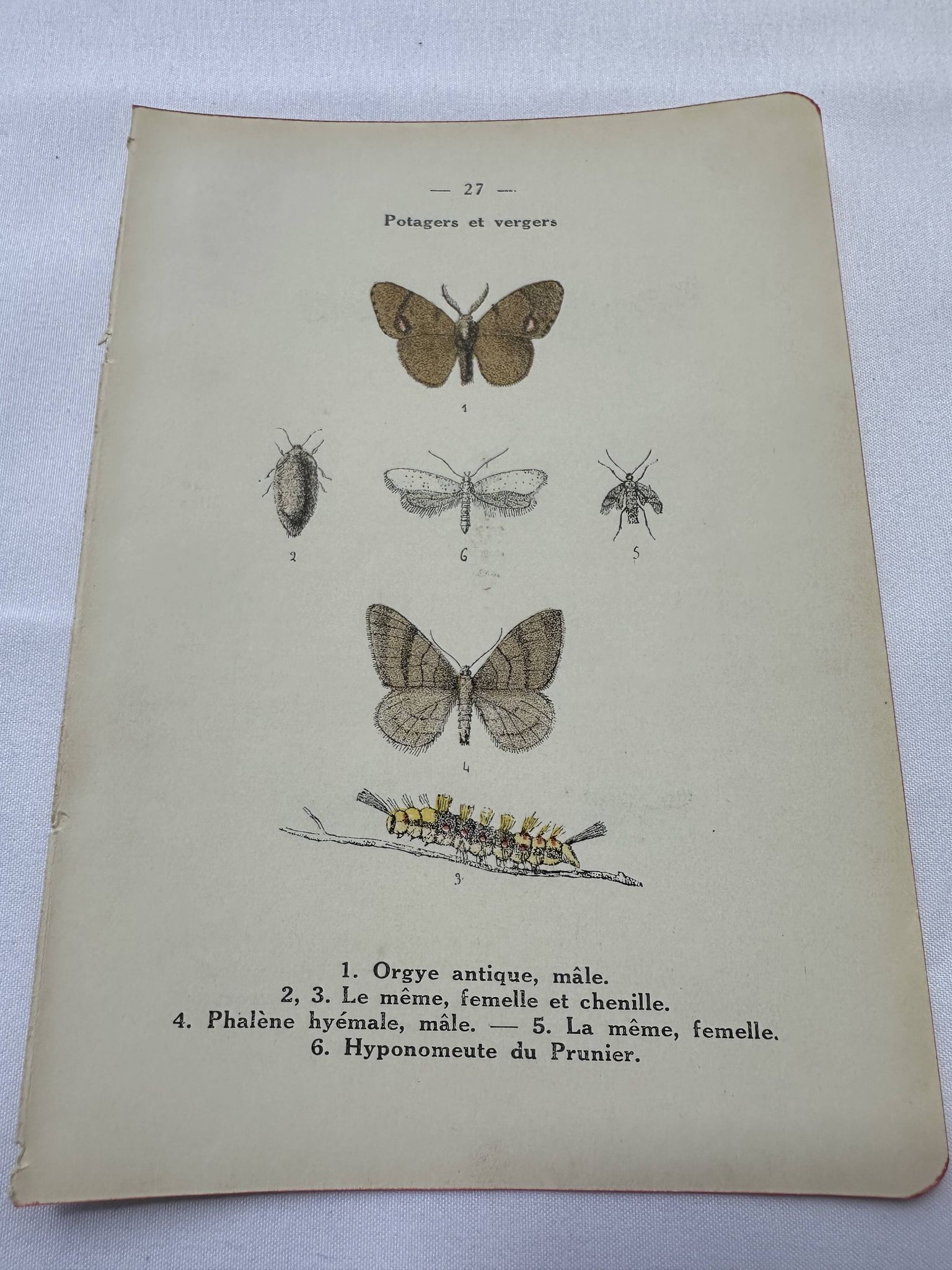 Naturalist plate insect entomology old lithograph