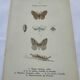 Naturalist plate insect entomology old lithograph