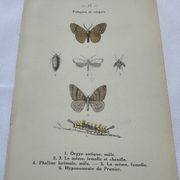 Naturalist plate insect entomology old lithograph
