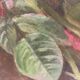 Old painting, still life with daisy roses and wild flowers, signed, early XX century