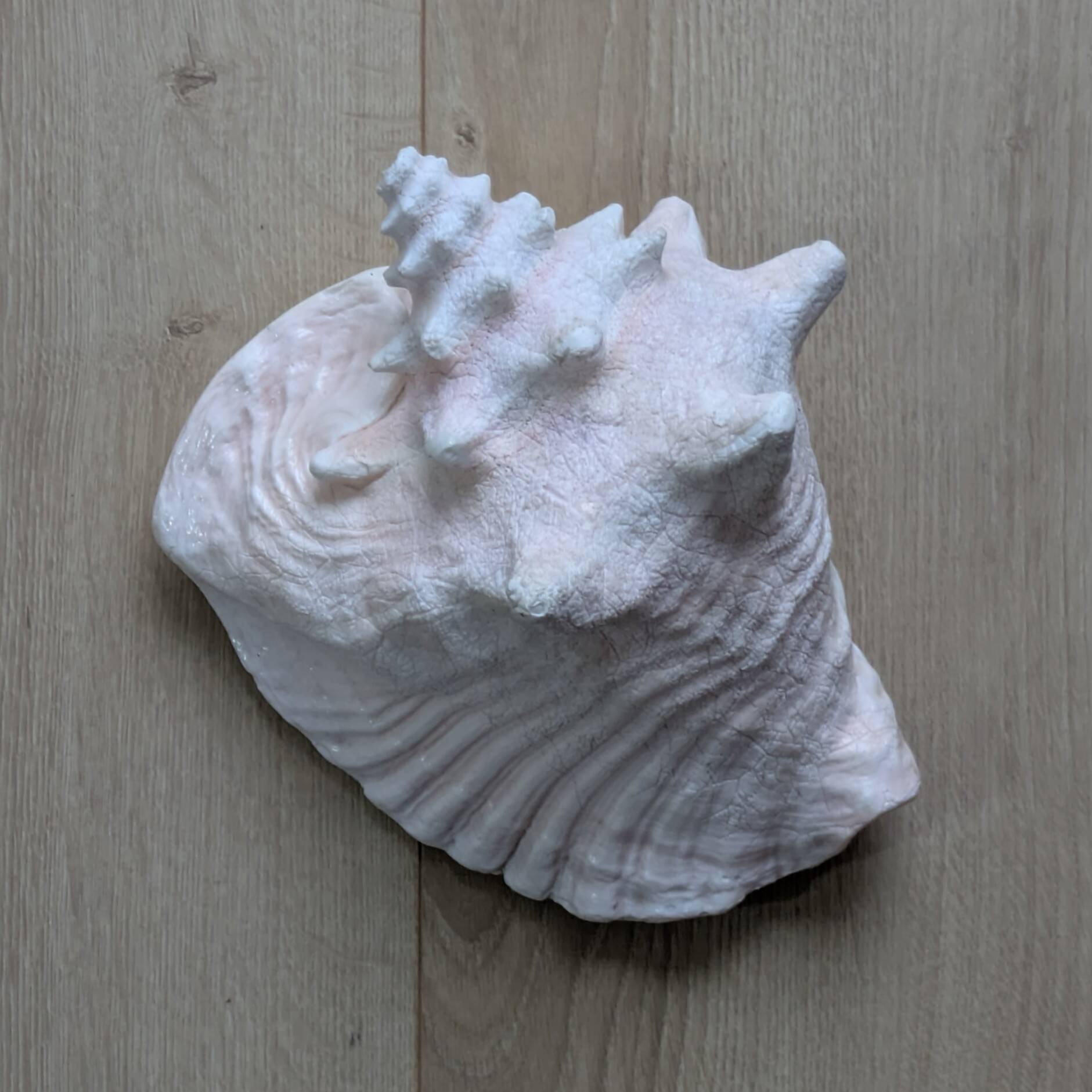 Heavy Marine Shell "Lambi" (Strombus Gigas) - Pink Interior - 1.37 kg