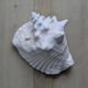 Heavy Marine Shell "Lambi" (Strombus Gigas) - Pink Interior - 1.37 kg