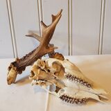 2 deer trophies