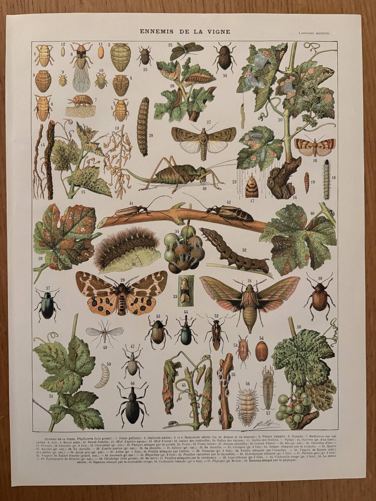 Vintage illustrated plate on insects that are enemies of the vine – 1910