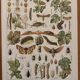 Vintage illustrated plate on insects that are enemies of the vine – 1910