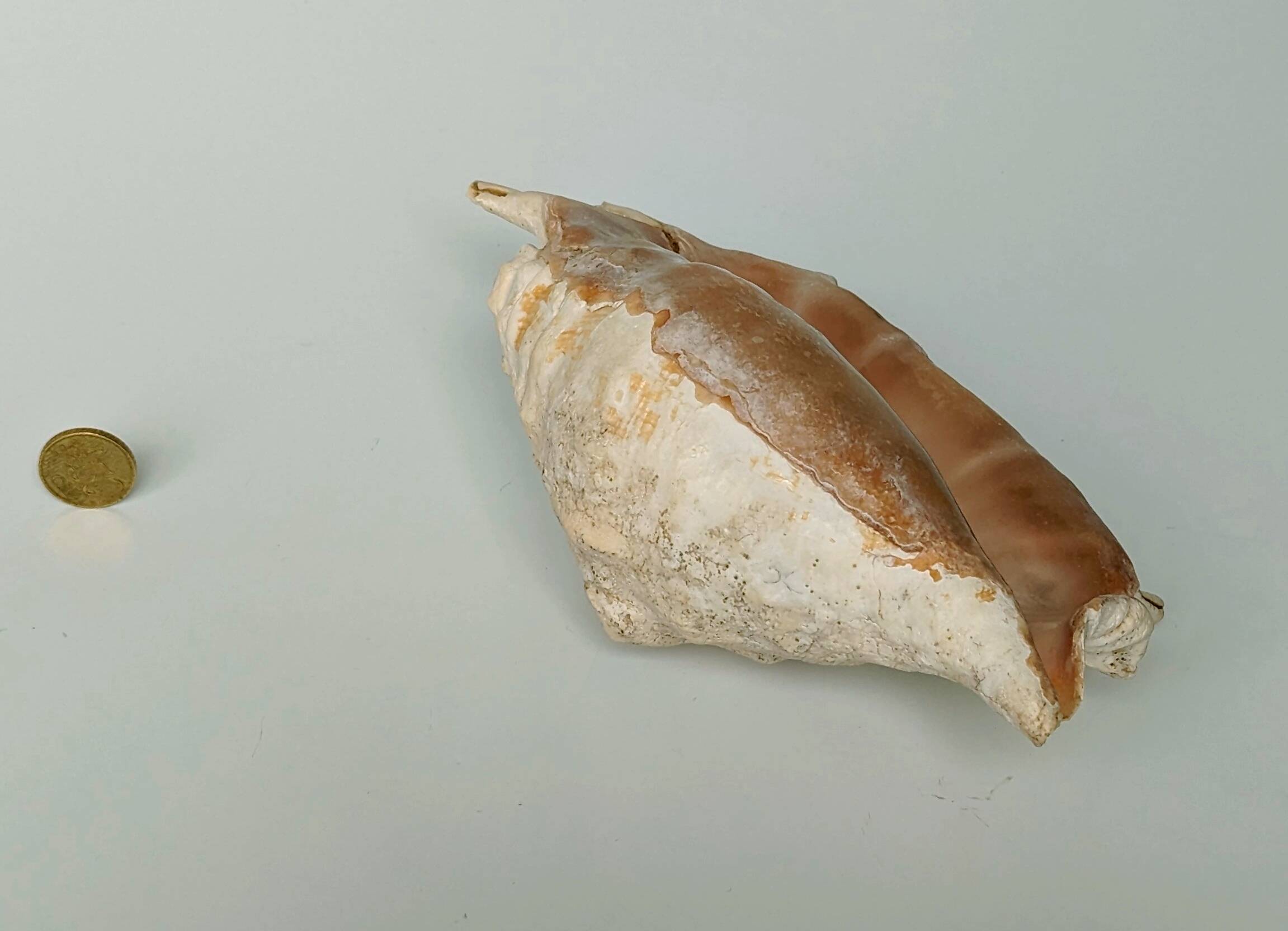 Large pink shell - Large Lambis - Strombidae - Lambis Truncata with 7 digitizations
