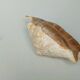 Large pink shell - Large Lambis - Strombidae - Lambis Truncata with 7 digitizations