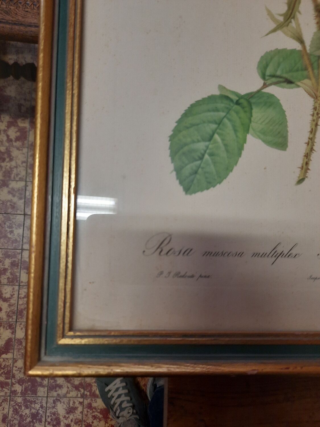Framed botanical plate