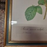 Framed botanical plate