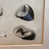 Old Print Engraving 19th Century Study Sketch Ear Nature Barbier L'Ainé