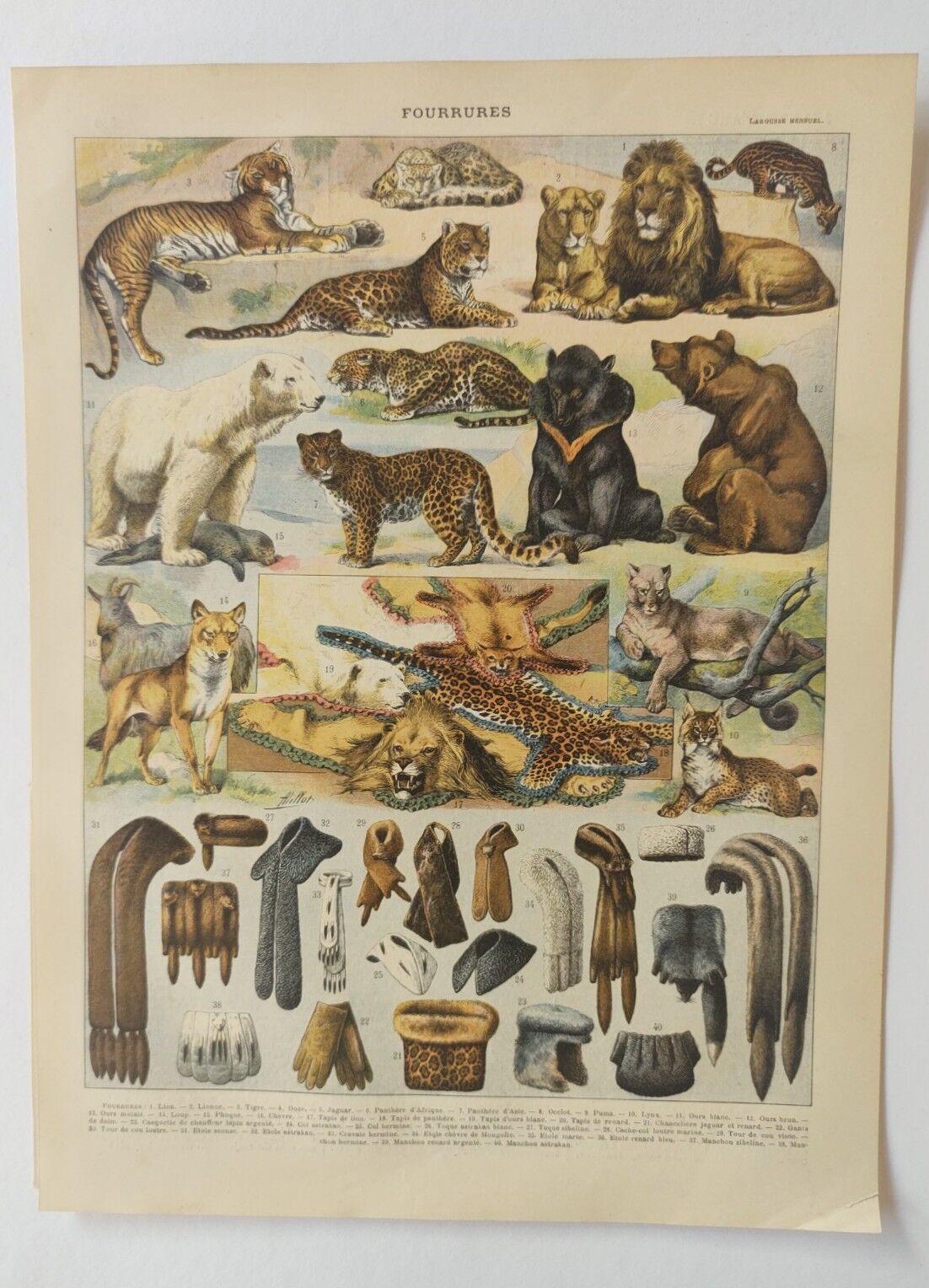 Original engraving • Furbearing animals (2) • Old and vintage poster from 1909