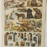 Gravure originale • Animaux à fourrures (2) • Affiche ancienne et vintage de 1909