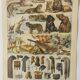 Gravure originale • Animaux à fourrures (2) • Affiche ancienne et vintage de 1909