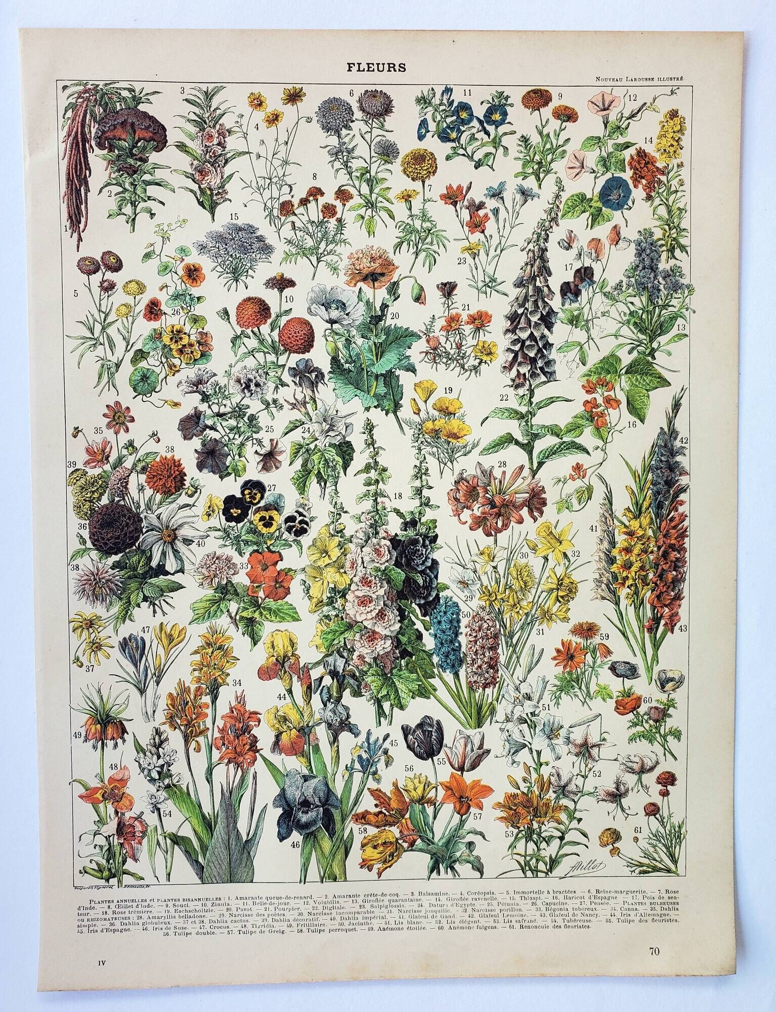Antique engraving 1898, Flowers and plants 1 (annuals), botany • Lithograph, original illustration