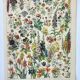 Antique engraving 1898, Flowers and plants 1 (annuals), botany • Lithograph, original illustration