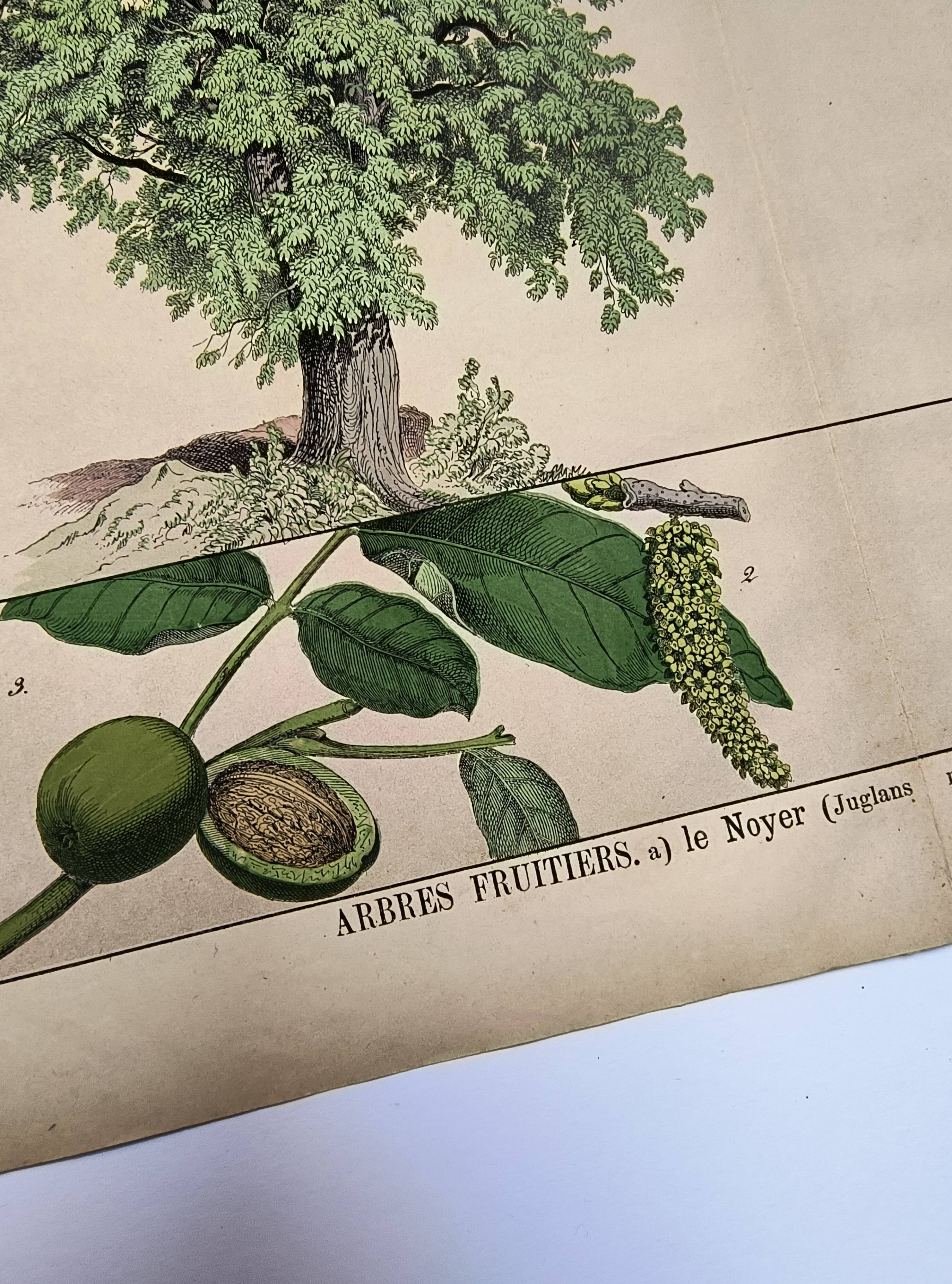 Botanical engraving 1870 - Walnut and Hazelnut - Tree Plate