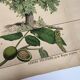 Botanical engraving 1870 - Walnut and Hazelnut - Tree Plate