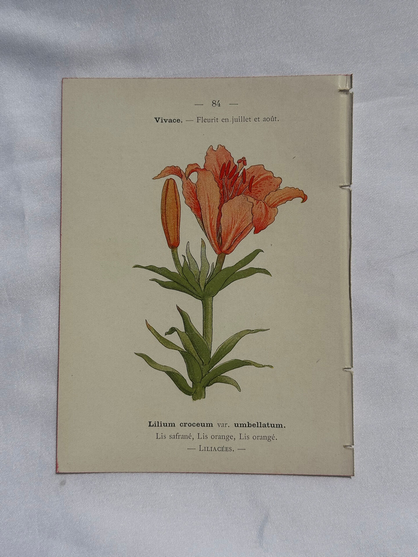 Botanical plate engraving flower 1800 double-sided coloured