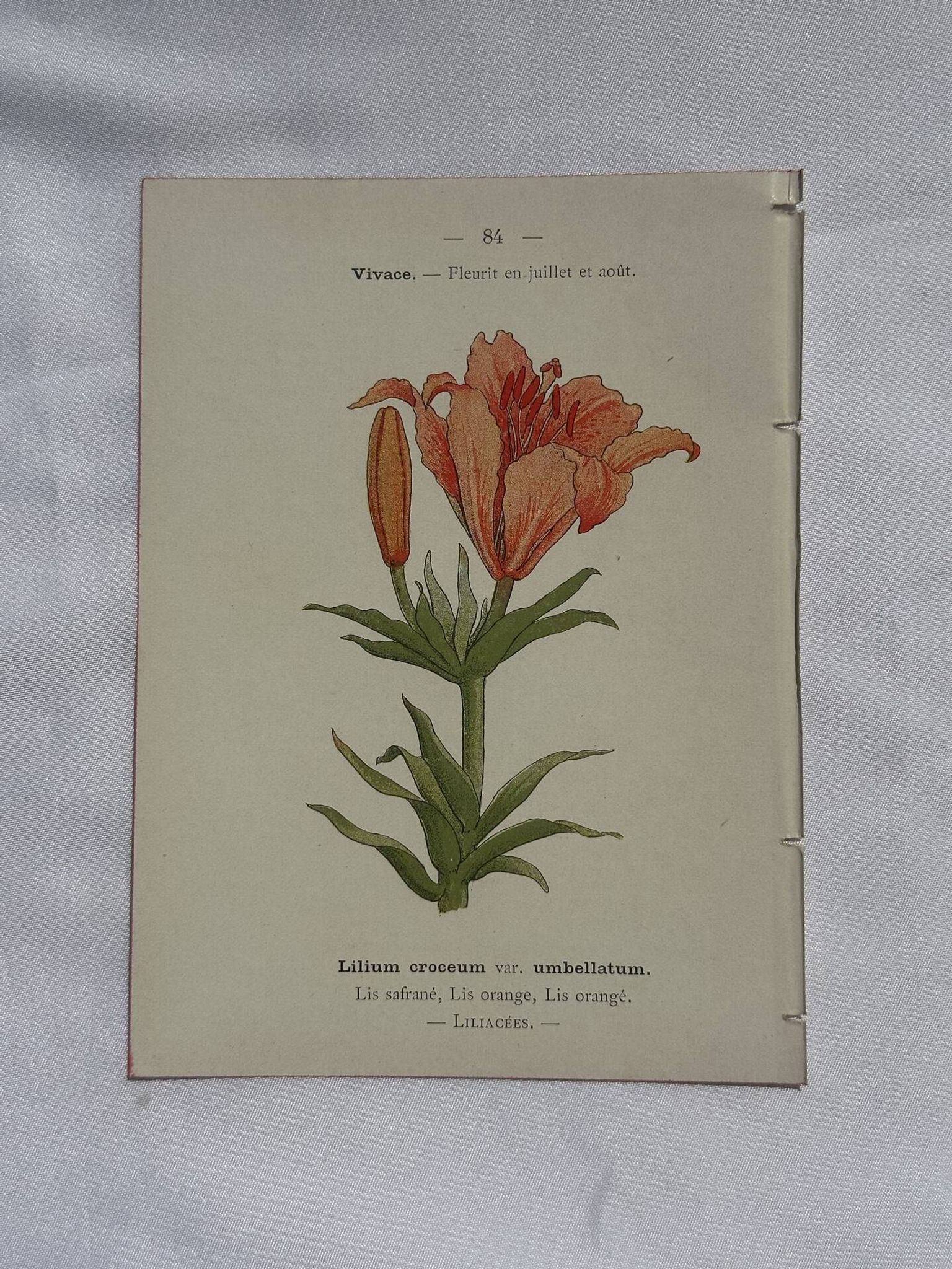 Planche botanique, gravure fleur double face, 1800