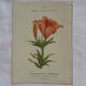 Botanical plate engraving flower 1800 double-sided coloured