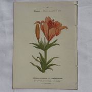 Planche botanique, gravure fleur double face, 1800