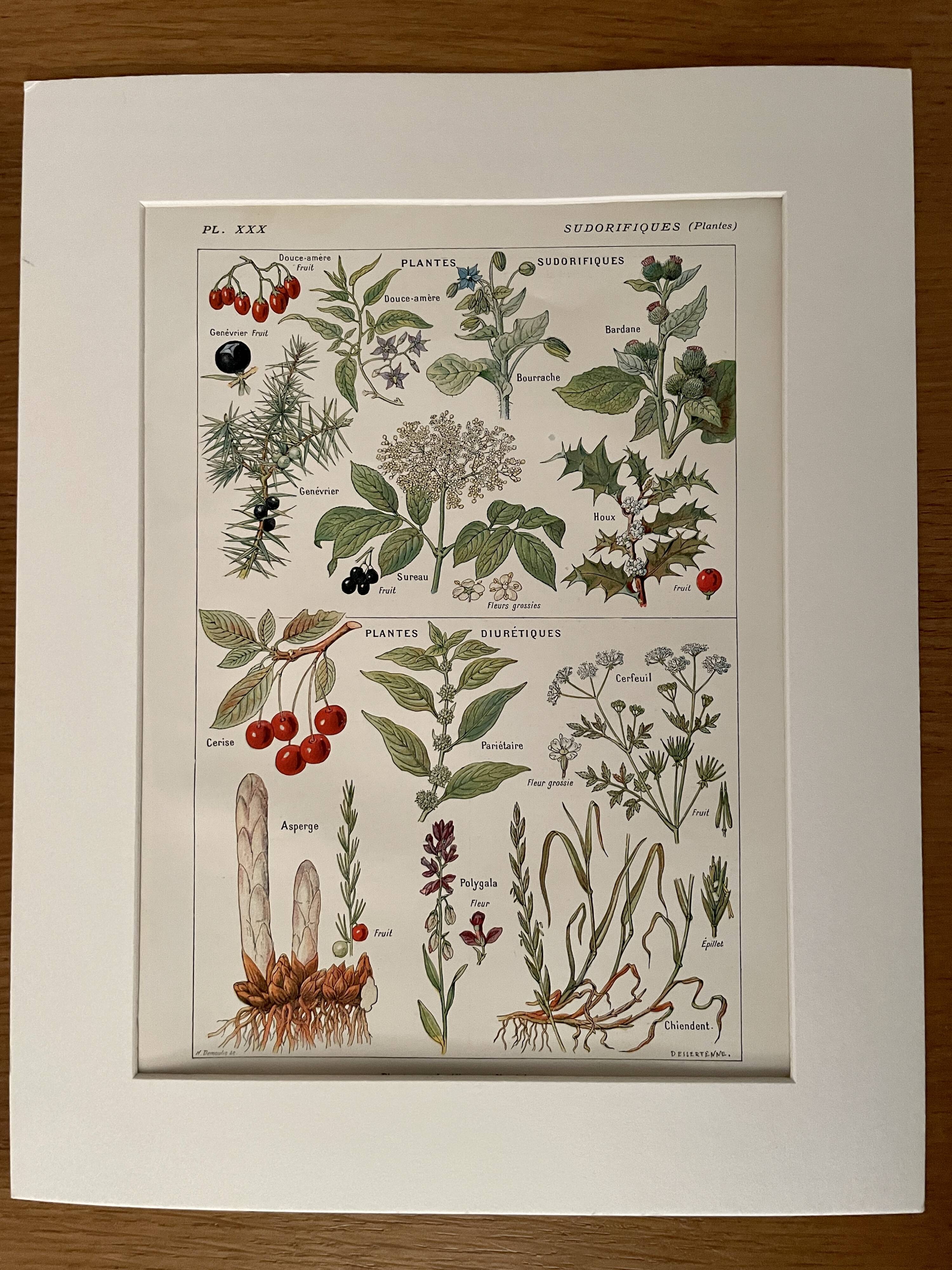 Illustrated page on sudorific plants -1950