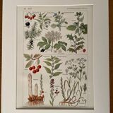 Illustrated page on sudorific plants -1950