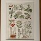 Illustrated page on sudorific plants -1950