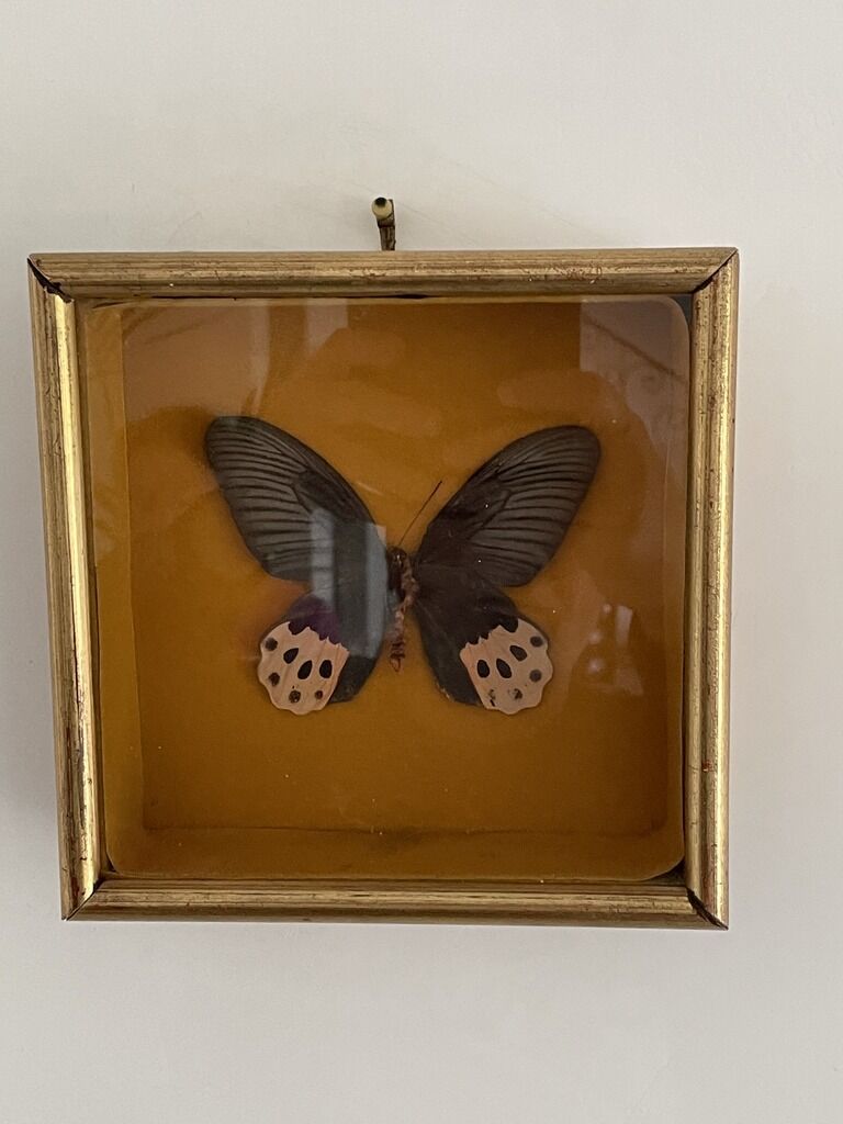 Boite antomologique avec papillon