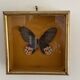 Boite antomologique avec papillon