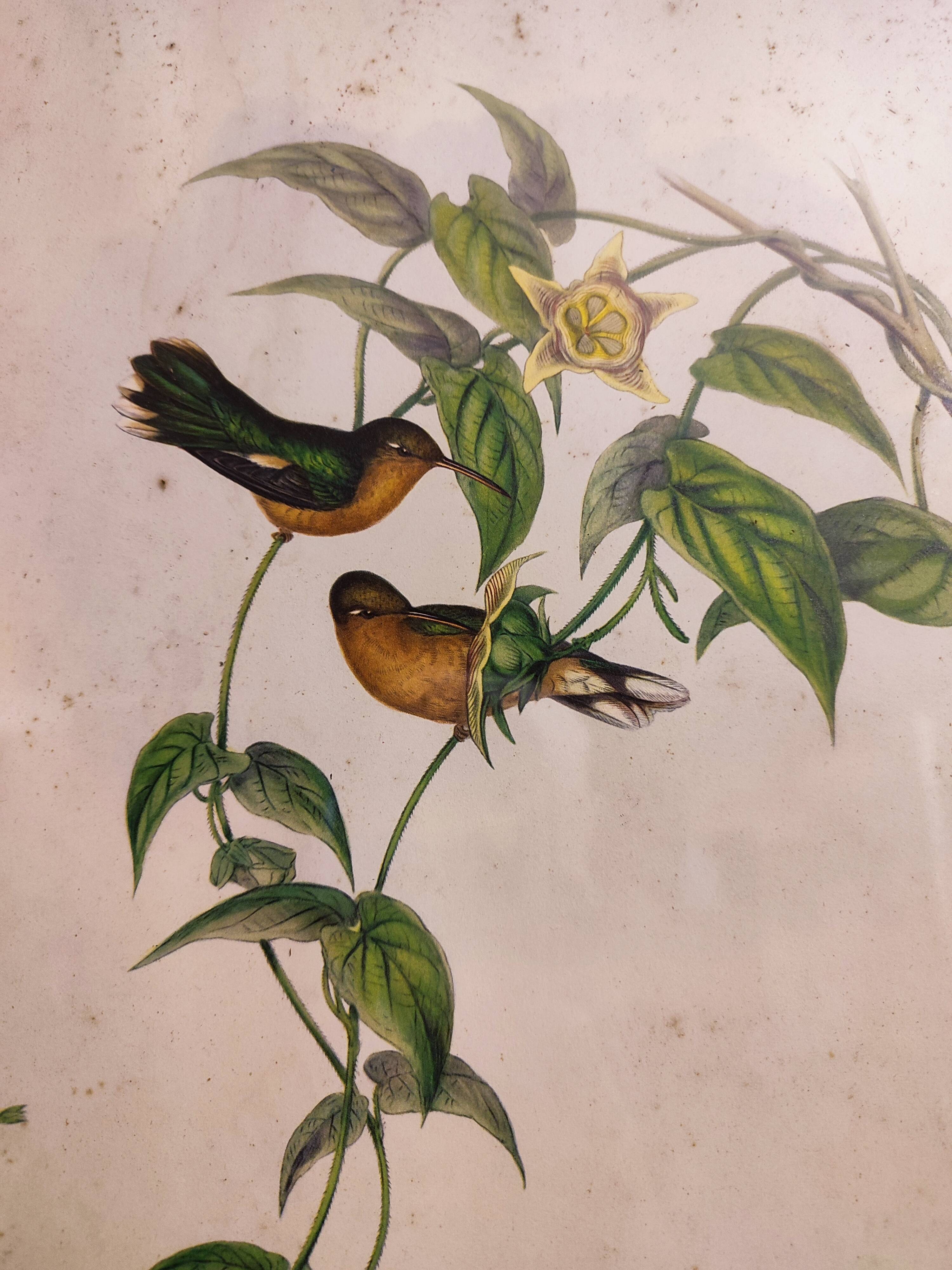 Gould lithograph enhanced hand hummingbird