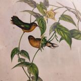 Gould lithograph enhanced hand hummingbird