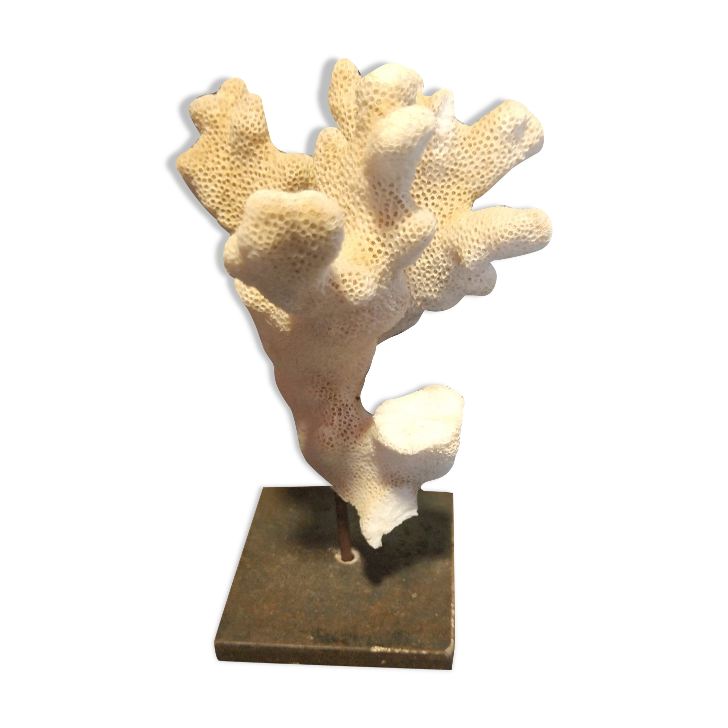 Coral on pedestal