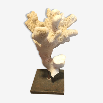 Coral on pedestal
