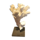 Coral on pedestal