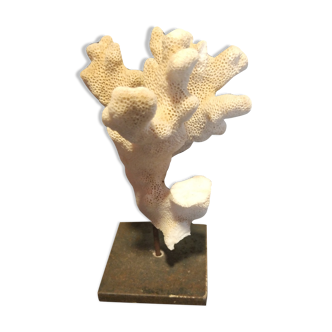 Coral on pedestal