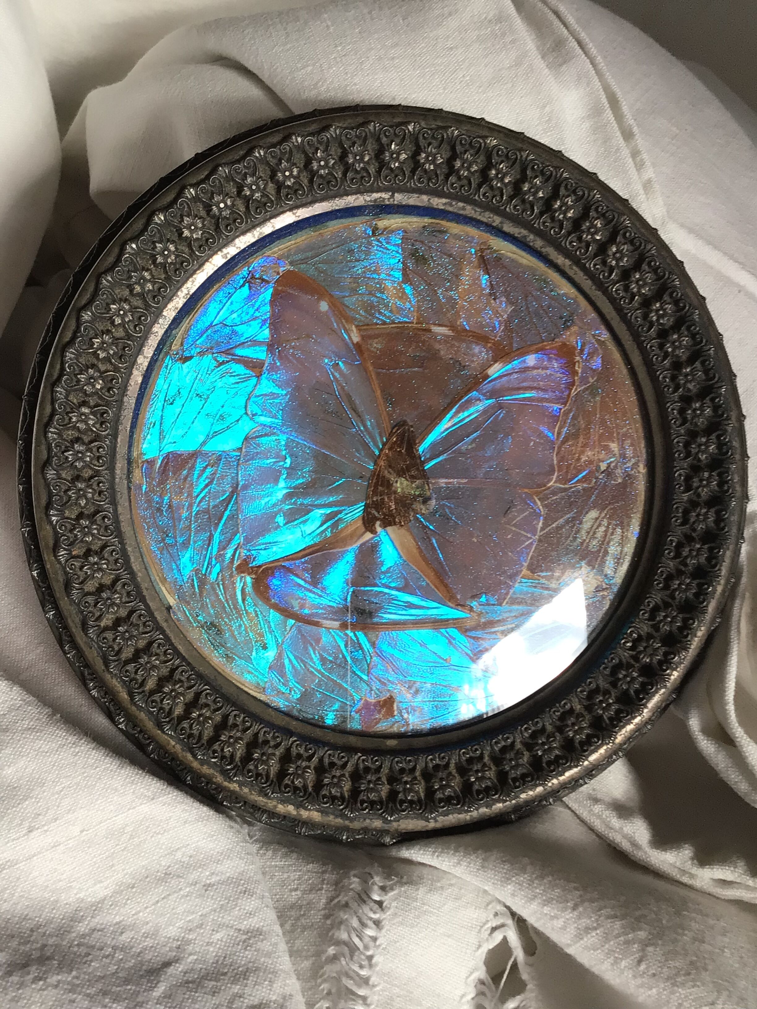 Blue butterfly board old metal frame