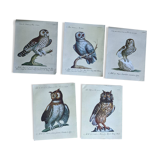 5 bird illustrations