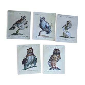 5 bird illustrations