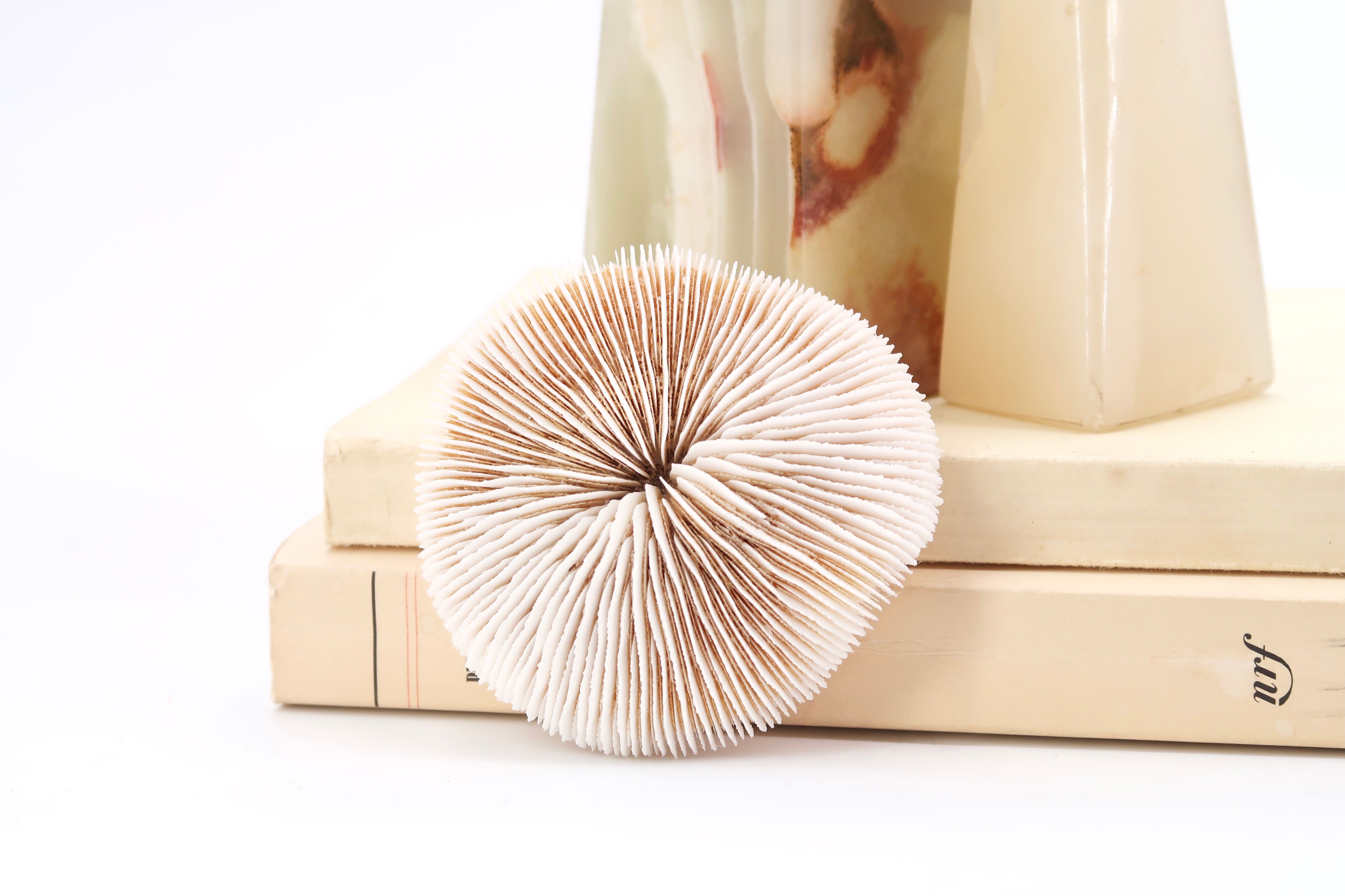 Corail blanc, cabinet de curiosités
