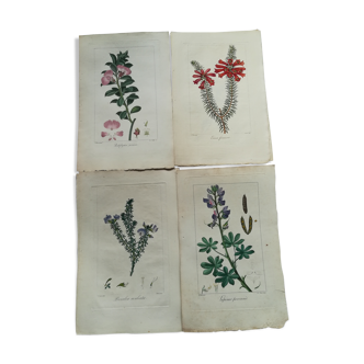 Lot of 4 botanical boards