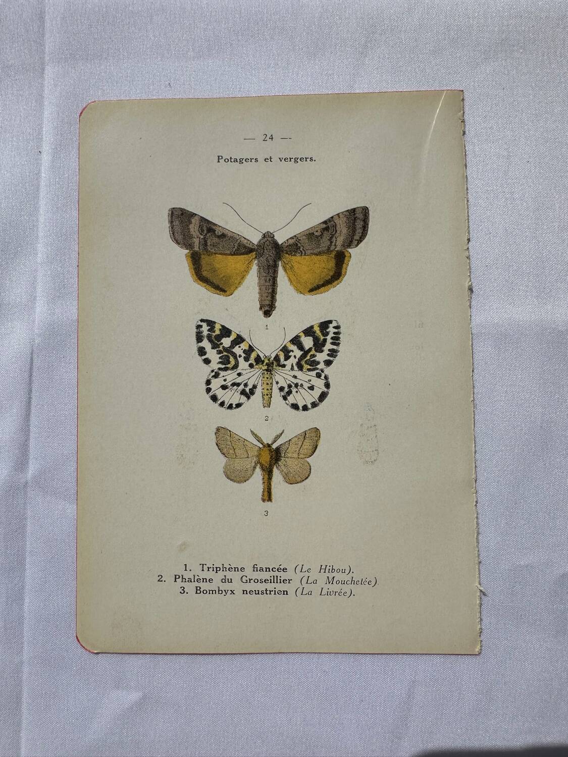 Botanical engraving butterfly double-sided naturalist plate