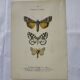 Botanical engraving butterfly double-sided naturalist plate